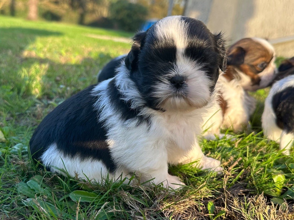 de la Maison des Gros Toutous - Chiot disponible  - Shih Tzu