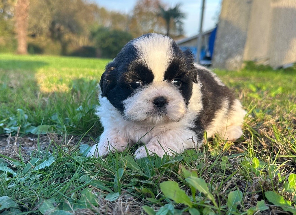 de la Maison des Gros Toutous - Chiot disponible  - Shih Tzu