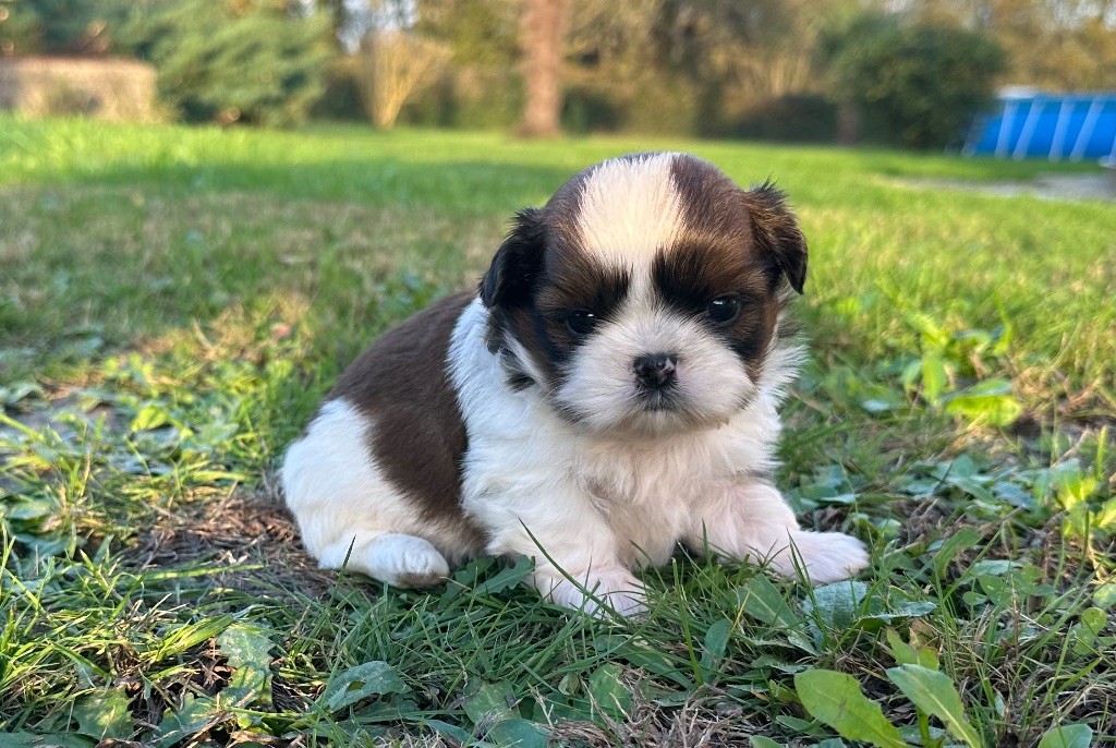 de la Maison des Gros Toutous - Chiot disponible  - Shih Tzu